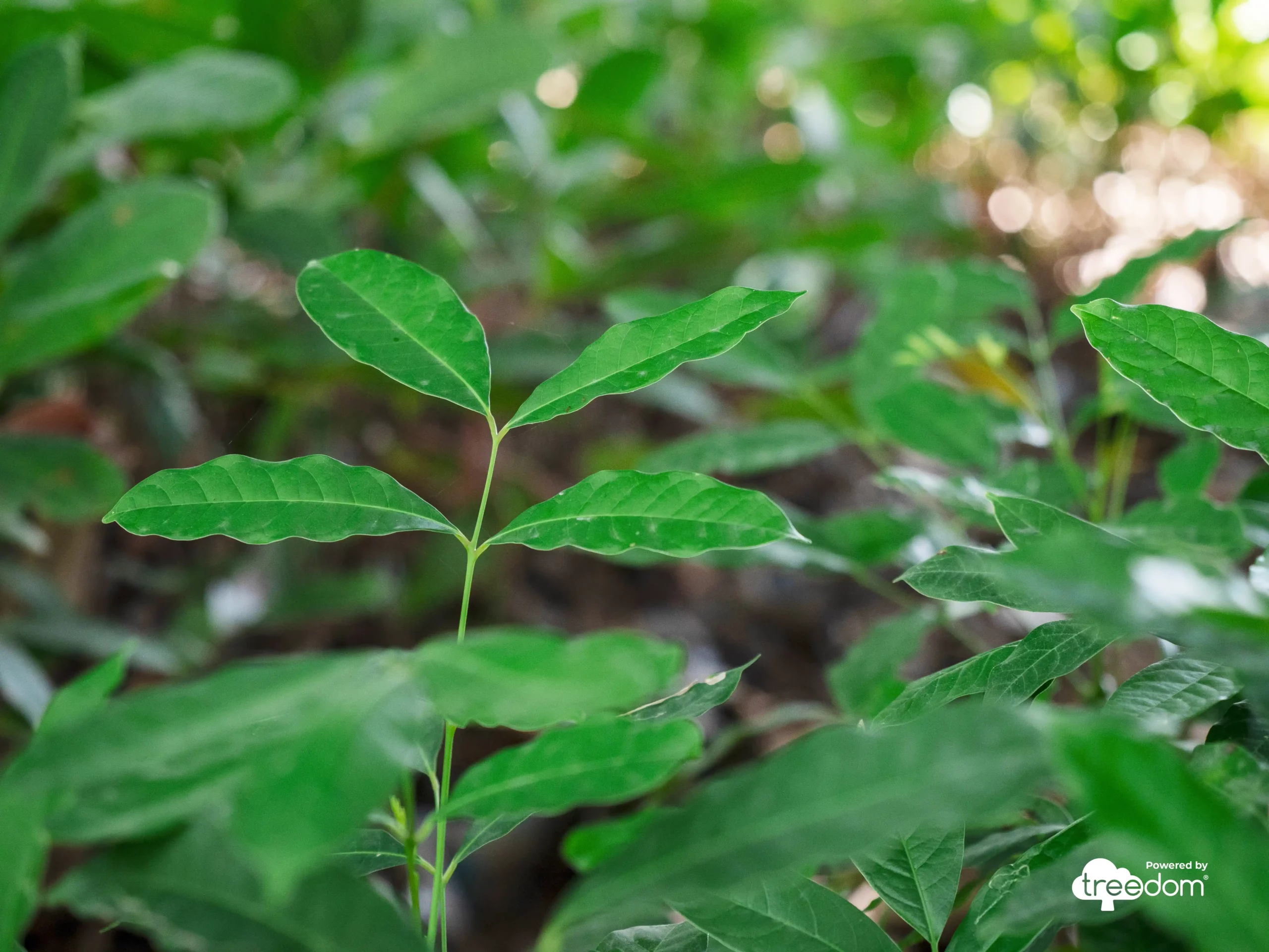 «Green awareness» 